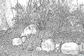 pumpkin Coloring Pages To Print